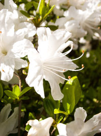 Close-up of white flowering plant in park