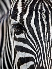 Zebra's face eye close up