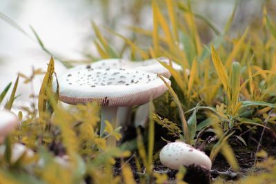 Close-up of mushroom growing in field