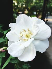Close-up of white flower blooming outdoors