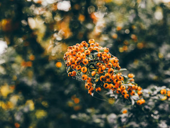 Close-up of orange fruit growing on plant