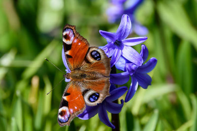 Close-up of butterfly pollinating on purple flower