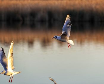 Seagull flying over a lake