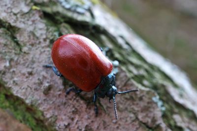 Close-up of insect on rock