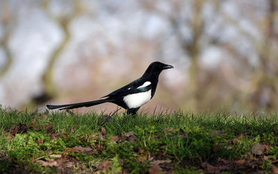 Side view of a magpie perching on a  field