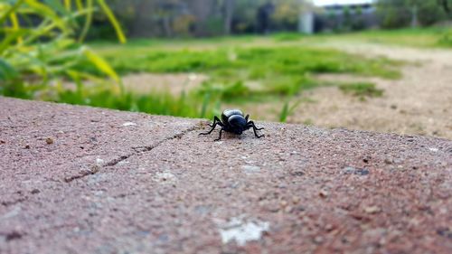 Close-up of insect