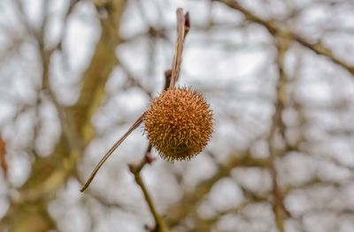 Close-up of fruit growing on tree