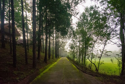 Road amidst trees in forest