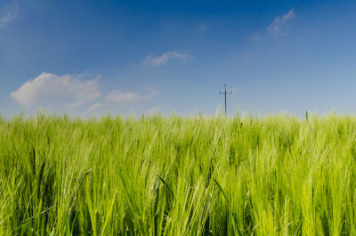 Close-up of wheat field against sky