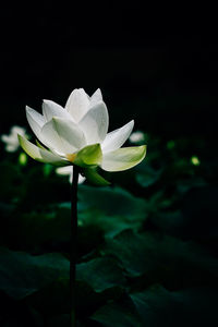 Close-up of white flower blooming outdoors
