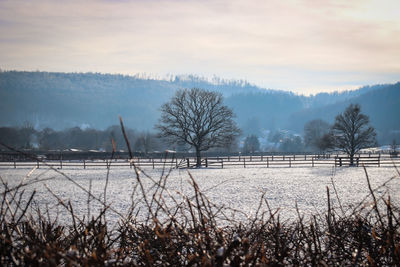 Bare trees on field against sky during winter