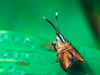 Close-up of insect on leaf