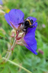 Close-up of bee pollinating on purple flower