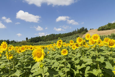 Scenic view of sunflower field against sky