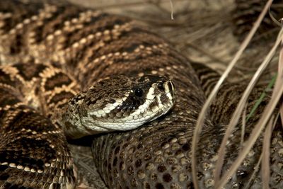 Close-up of snake in zoo