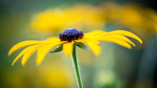 Close-up of yellow flower