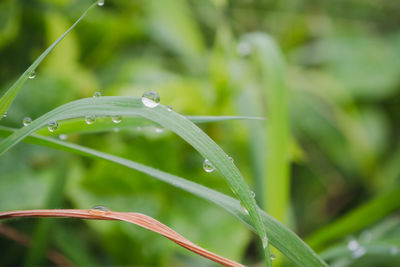 Close-up of wet plant during rainy season