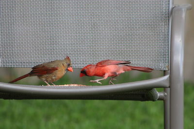 Close-up of birds perching on metal