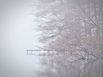 Bare tree by lake in foggy weather
