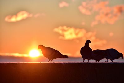 Pigeons silhouettes on the sunlight background during sunrise over the baltic sea in gdynia