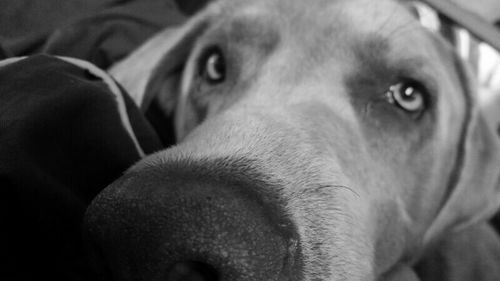 Close-up portrait of a dog