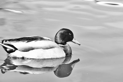 Close-up of swan swimming on lake