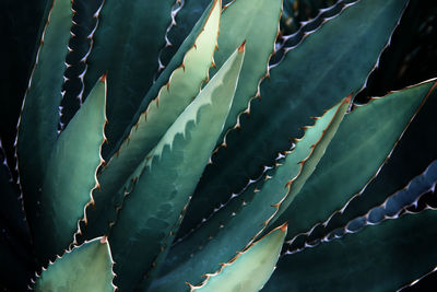 Thorncrest century agave plant natural abstract pattern background