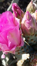 Close-up of pink rose