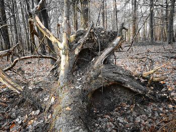 Close-up of bare tree in forest