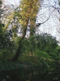 Low angle view of trees in forest