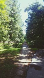 Footpath amidst trees