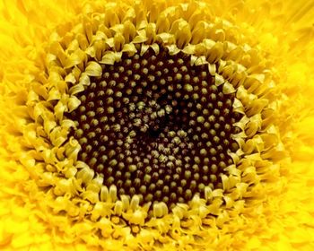 Full frame shot of yellow flowering plant