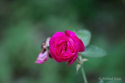 Close-up of pink rose