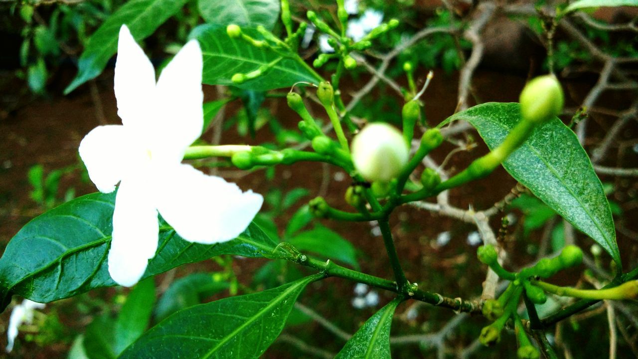 leaf, growth, close-up, plant, green color, flower, focus on foreground, nature, freshness, white color, beauty in nature, fragility, day, stem, petal, outdoors, blooming, no people, sunlight, bud