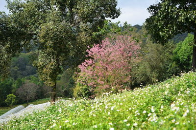 Pink flowering plants and trees on field