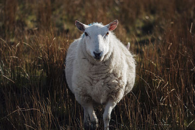 Portrait of sheep standing on field