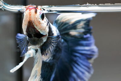 Siamese fighting fish,betta splendens,blue fish, blurred background, halfmoon betta.