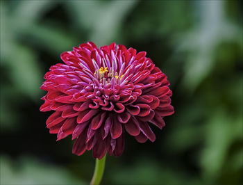 Close-up of red flower