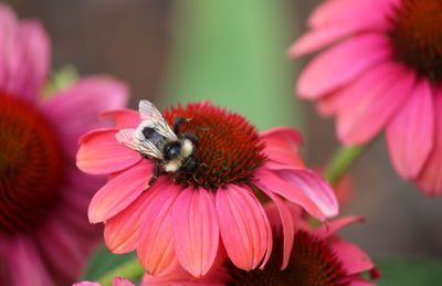 Honey bee on pink flower