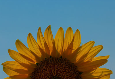 Close-up of sunflower against clear blue sky