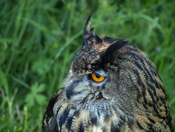 Close-up of a bird