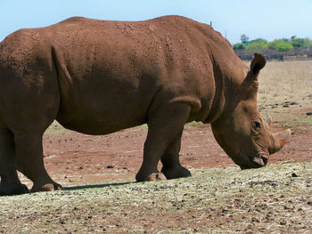 View of a white rhino on land
