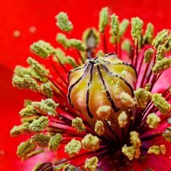 Close-up of red flowers