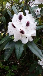 Close-up of white flowers blooming on tree