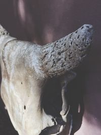Close-up low section of horse