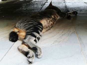 High angle view of dog playing on floor