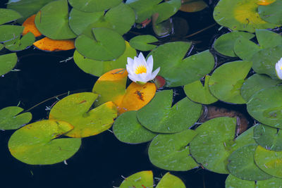 High angle view of lotus water lily