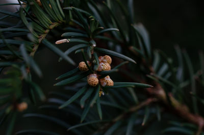 Close-up of flowering plant