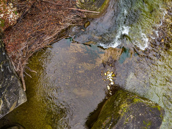 Full frame shot of tree trunk