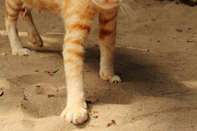 Low section of cat on sand